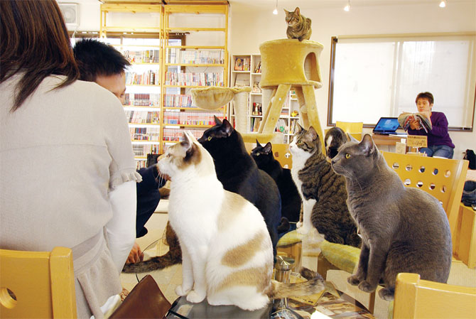 5-cat-cafes-in-bangalore-for-pawsome-experience-superrlife