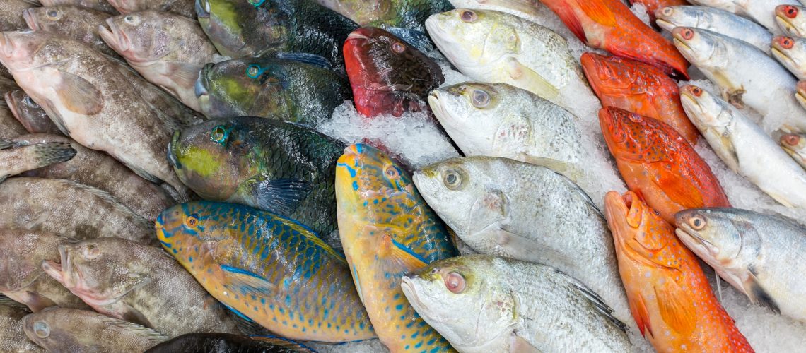 various fishes at the thailand fish market of samui island